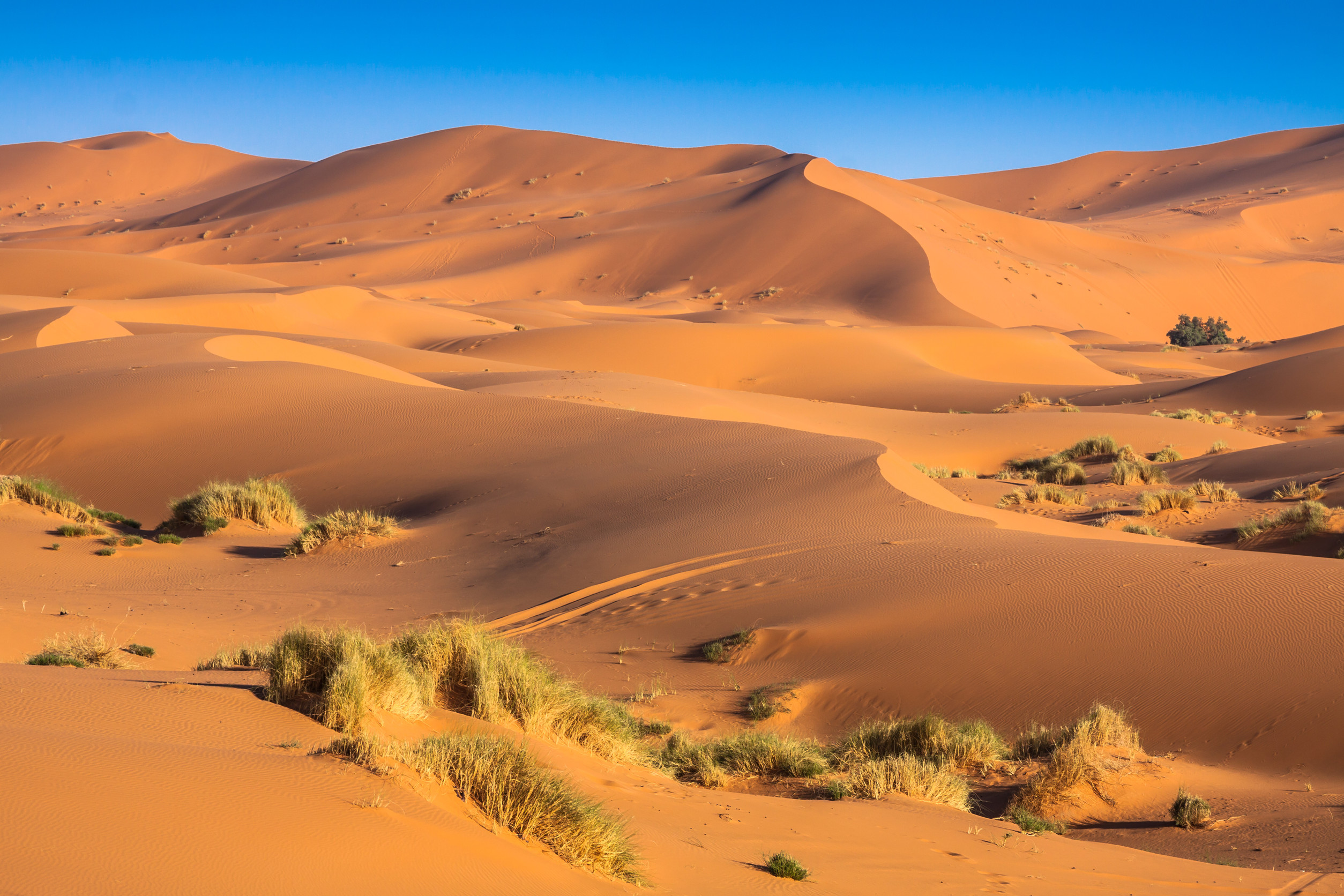 The Sahara Desert