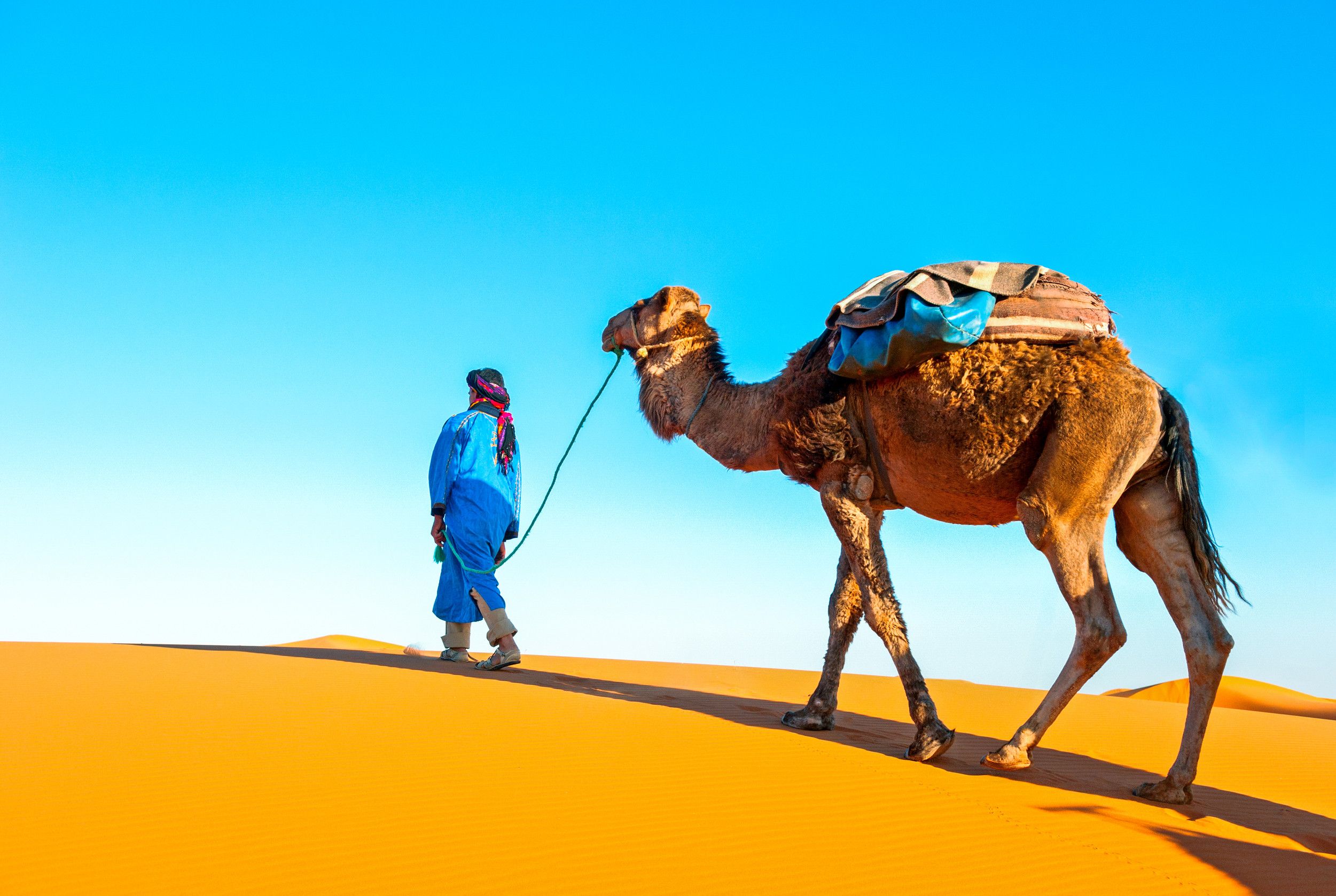 The Saharan Camel Caravan. Morocco And Africa